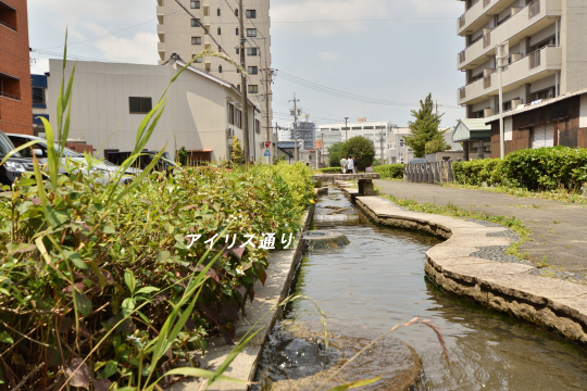 刈谷市のアイリス通り
