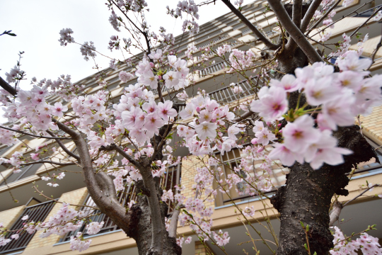 ダイアパレス安城の桜の樹