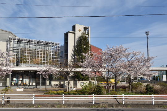 大府市大東小学校と桜